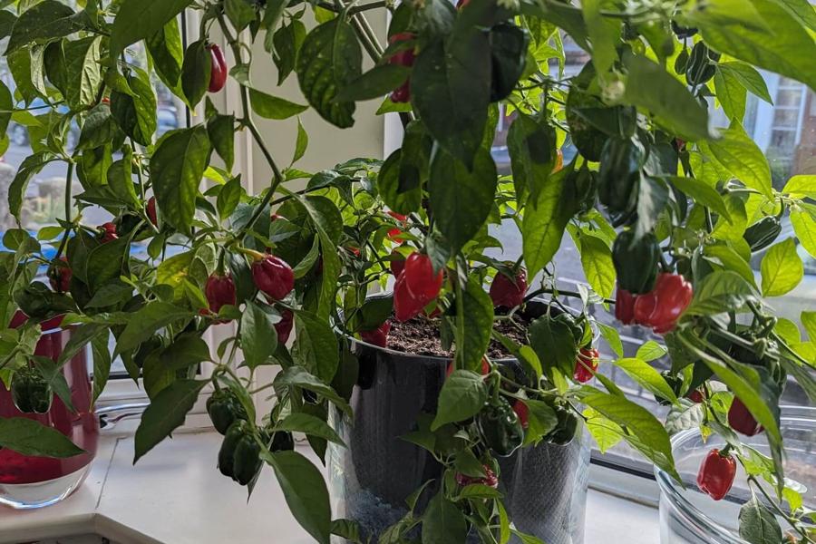 Chilli cultivation